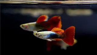 Guppy platinum red