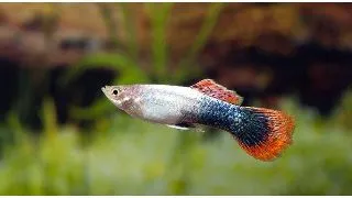 Guppy shakthi-batik