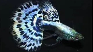 Guppy blue mosaic tail