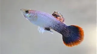 Guppy pink tuxedo