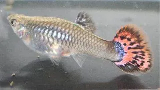 Guppy blonde rainbow