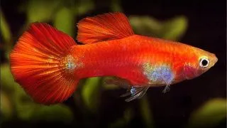 Guppy Red Delta Neon