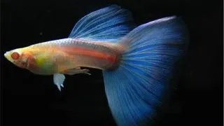 Guppy sky blue albino