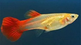 Guppy femela red golden