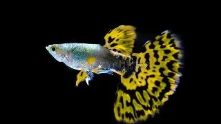 Guppy yellow mosaic