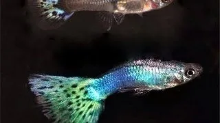 Guppy peacock green