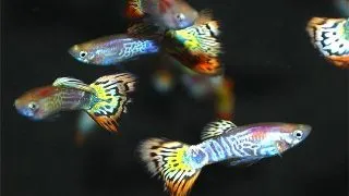 Guppy pineapple cobra