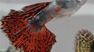Guppy red mosaic tail