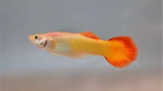 Guppy sunset blonde