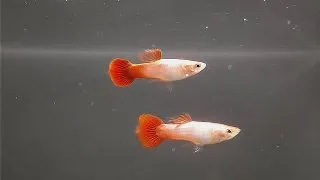 Guppy metallic blonde
