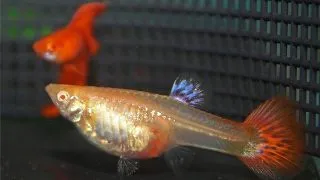 Guppy full red albino