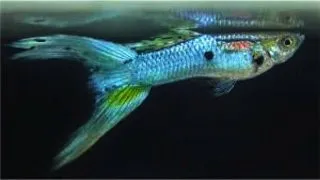 Guppy double sword