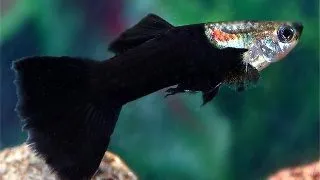 Guppy black phantom