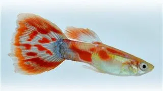 Guppy pigeon blood