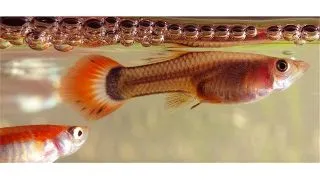 Guppy chilli tiger