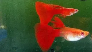 Guppy red neon albino