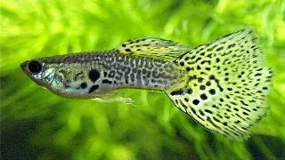 Guppy snakeskin green delta