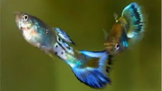 Guppy blue sapphire