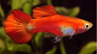Guppy chilli red