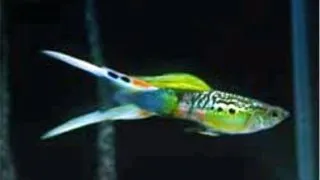 Guppy super green scissor tail