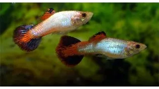 Guppy coral tail