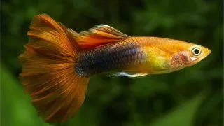 Guppy golden tuxedo red tail