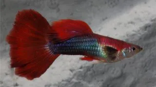 Guppy Fire Tuxedo