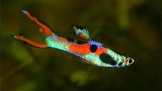 Poecilia endler supercolor