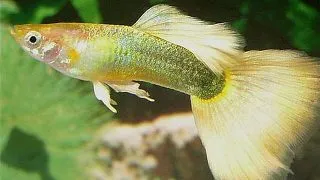 Guppy golden platinum
