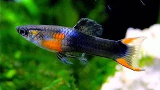 Poecilia endler black fire
