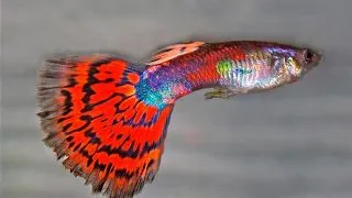 Guppy blood red mosaic tail