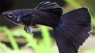Guppy full black