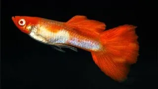 Peste Guppy Red Cap Koi Kohaku