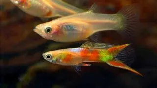 Guppy calico double sword