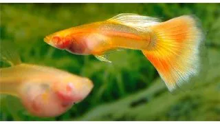 Guppy Yellow taxi glass belly