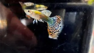 Guppy magenta grass tail elephant ears Male