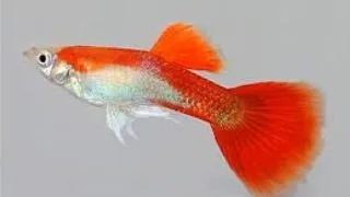 Guppy Red Dwarf