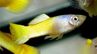 Guppy Golden Neon M