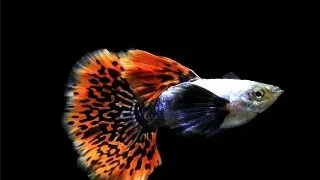 Guppy ret. platinum red mosaic big ear