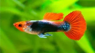 Guppy ret. red tuxedo KOI - red nose