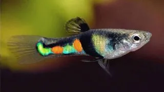 Poecilia wingei campoma el tigre