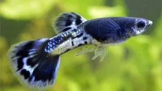Guppy ret. metal black lace