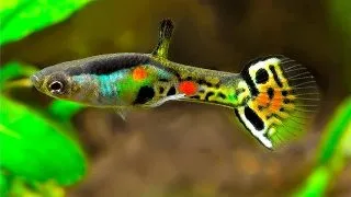Poecilia wingei cumana rainbow