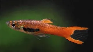Poecilia wingei red scarlett (Glasser)