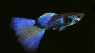 Guppy ret. phantom blue