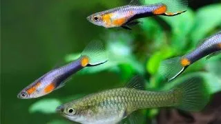 Poecilia wingei campoma no. 47 Blue star
