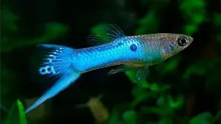 Poecilia wingei japan blue sword