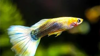 Guppy Tuxedo Yellow