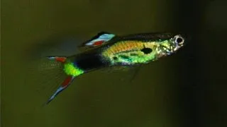 Poecilia wingei campoma no.48 black green