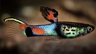Poecilia wingei campoma no.31 blue snake